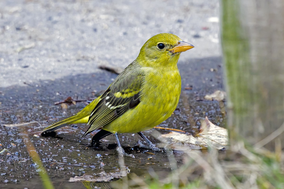 Western Tanager - ML402240431