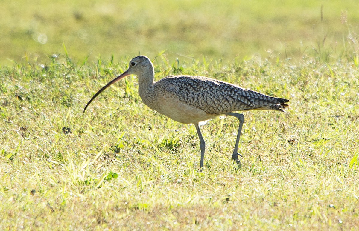 Long-billed Curlew - ML40224581