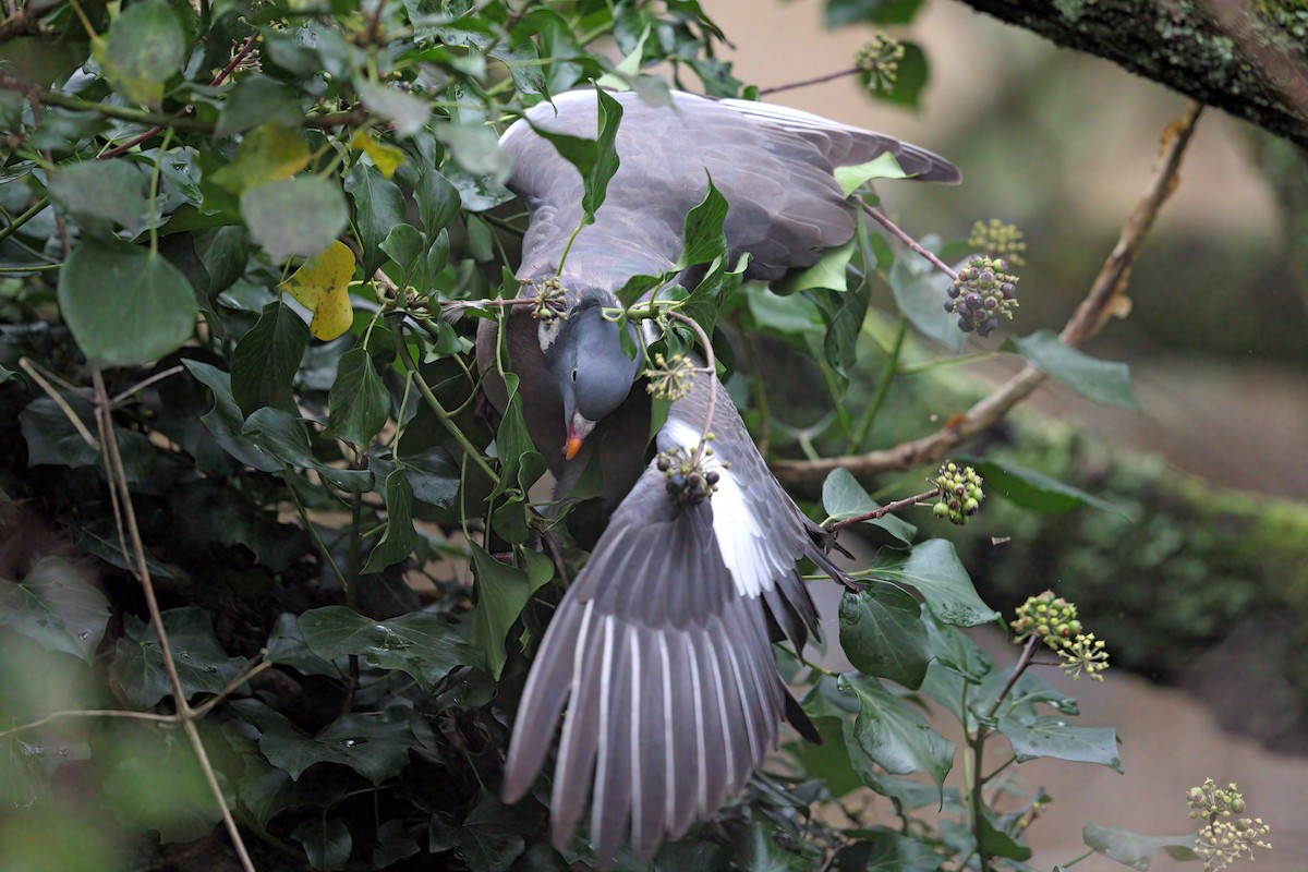 Common Wood-Pigeon (White-necked) - ML402247241