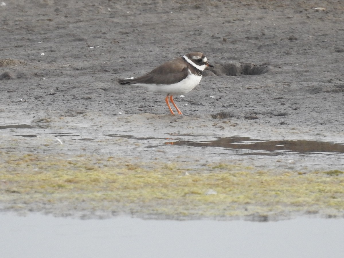 Common Ringed Plover - ML402247621