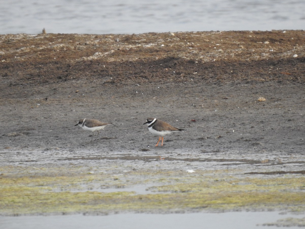 Common Ringed Plover - ML402247731