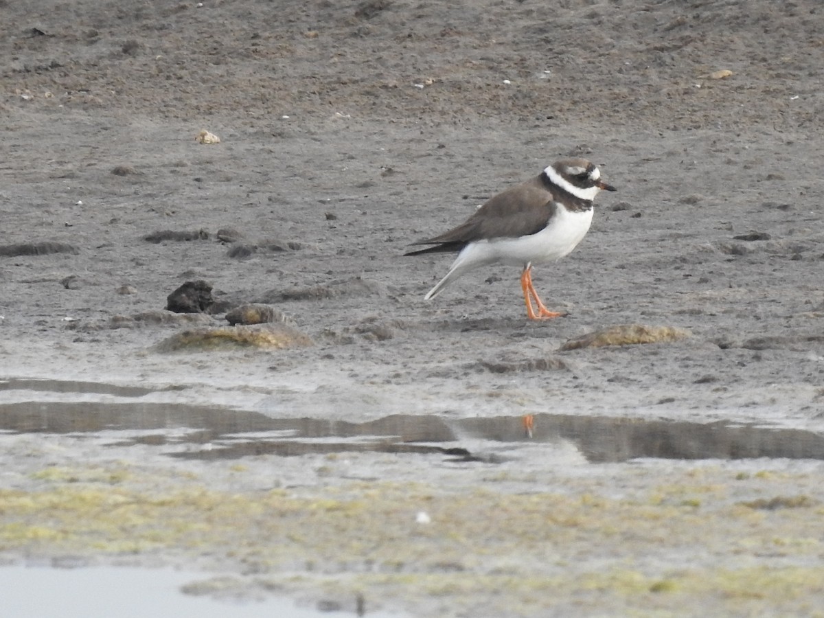 Common Ringed Plover - ML402247771