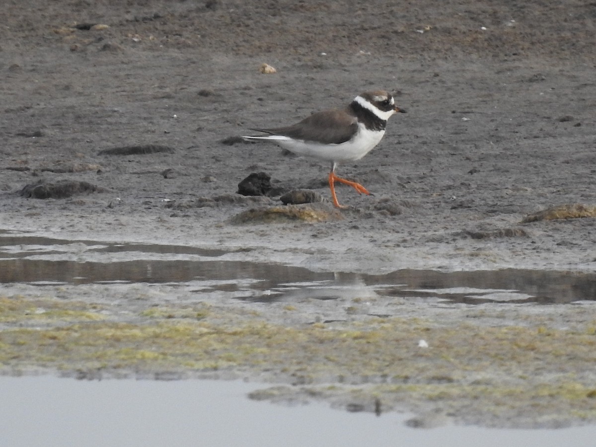 Common Ringed Plover - ML402247811