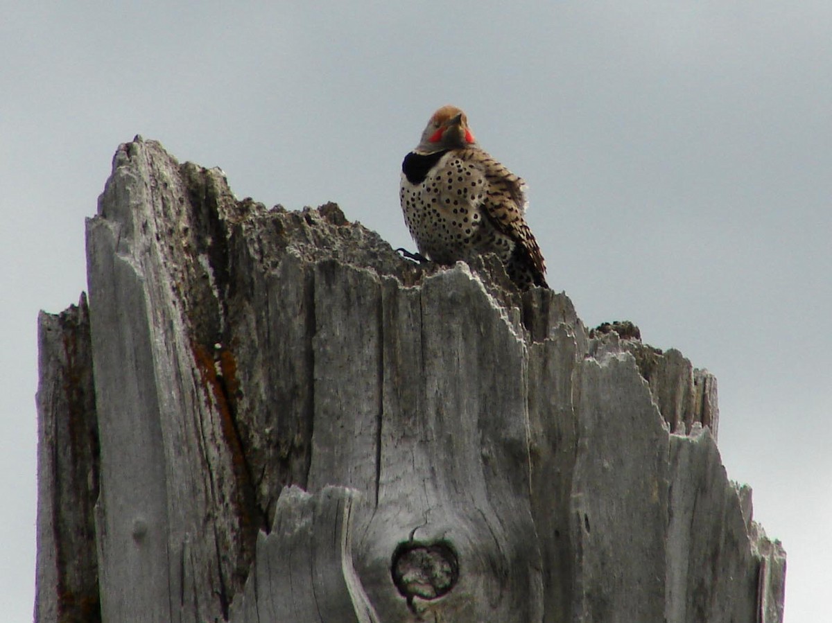 Northern Flicker (Red-shafted) - ML40224871