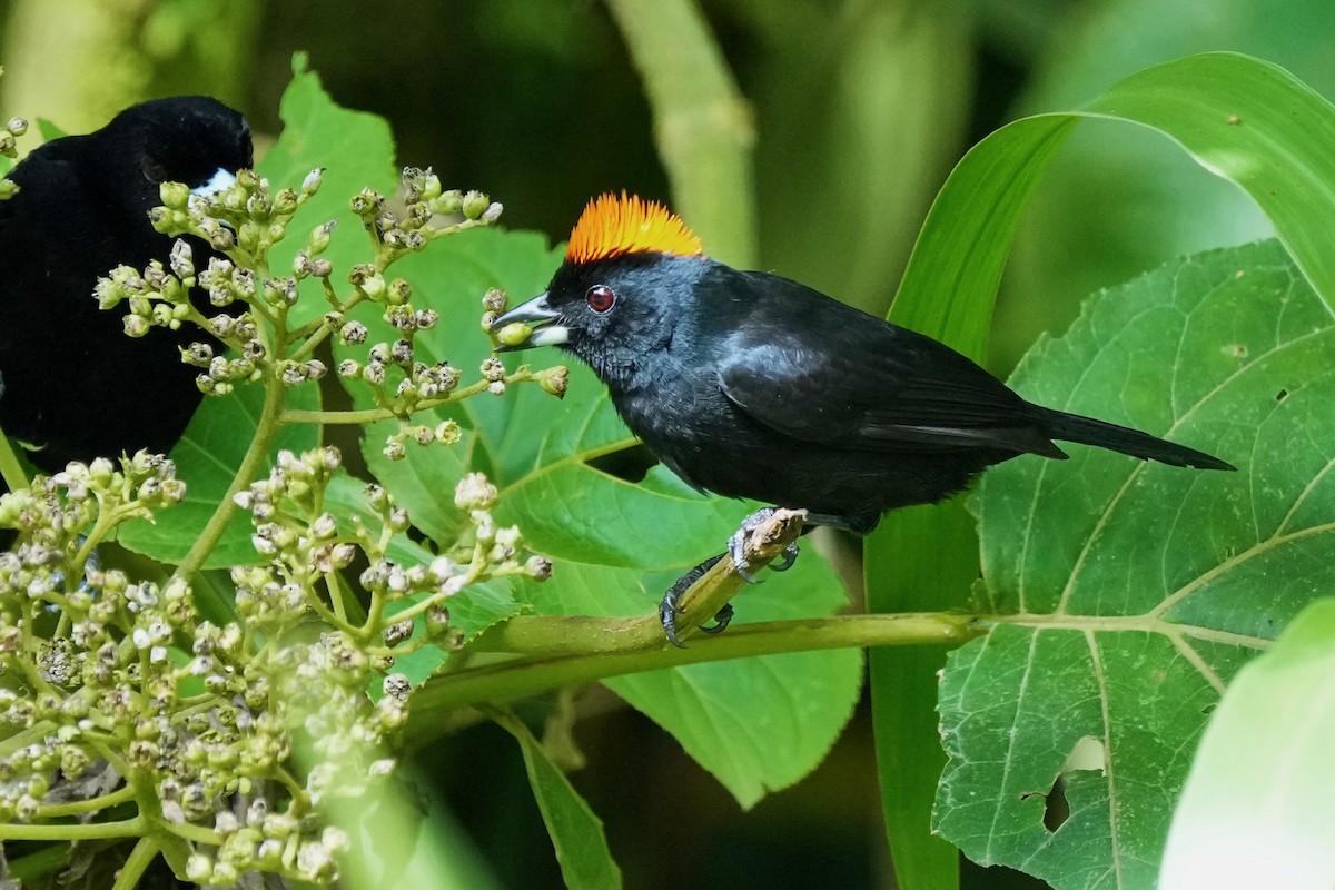 Tawny-crested Tanager - ML402250391
