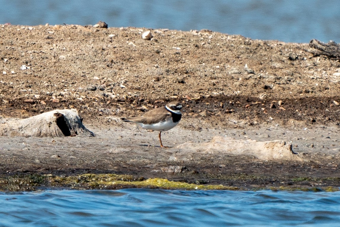 Common Ringed Plover - ML402252421