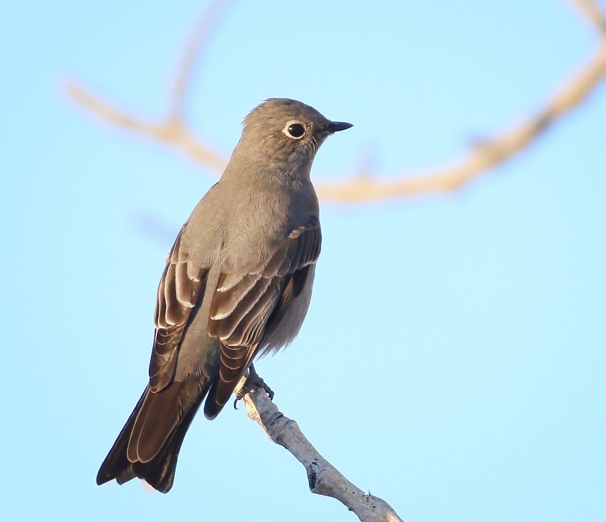 Townsend's Solitaire - ML402260721