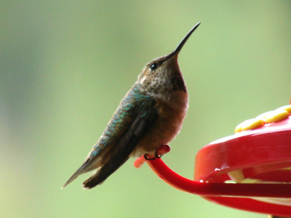 Calliope Hummingbird - David Marjamaa