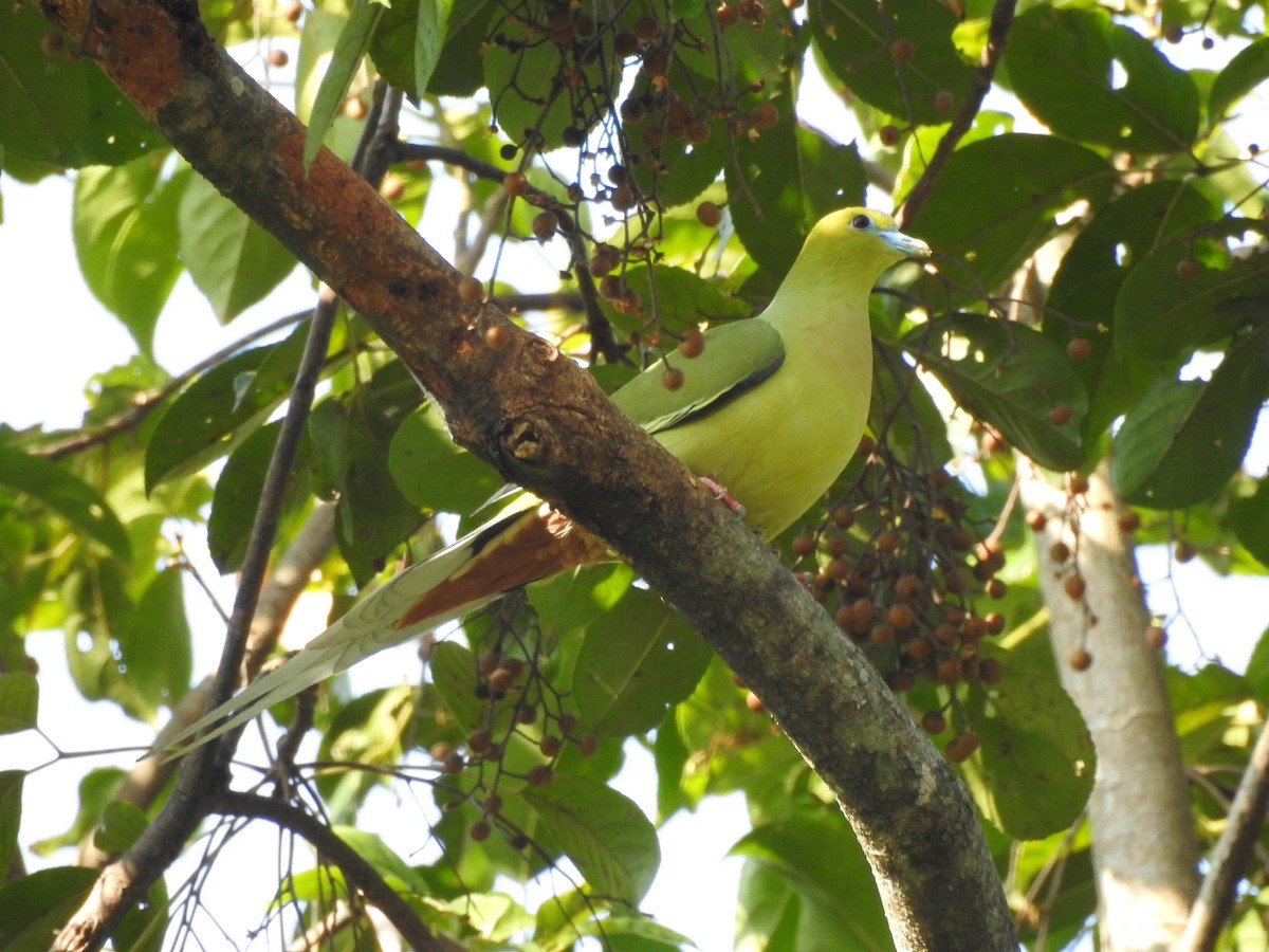 Pin-tailed Green-Pigeon - Selvaganesh K