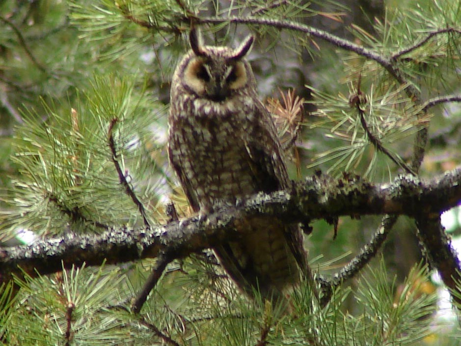 Long-eared Owl - ML40226391