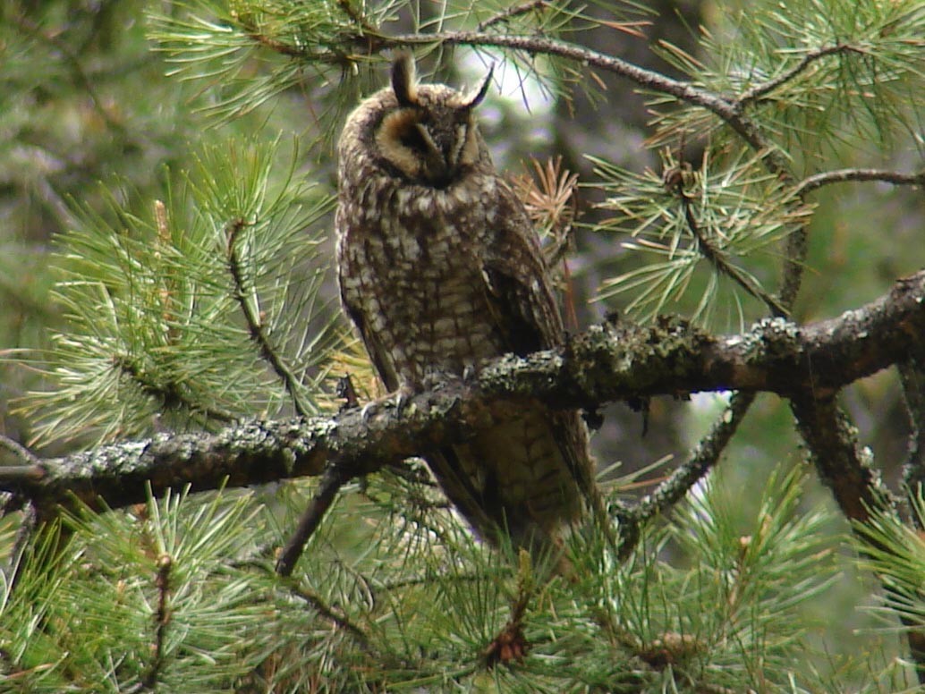 Long-eared Owl - ML40226401