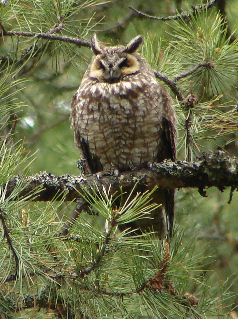 Long-eared Owl - ML40226411