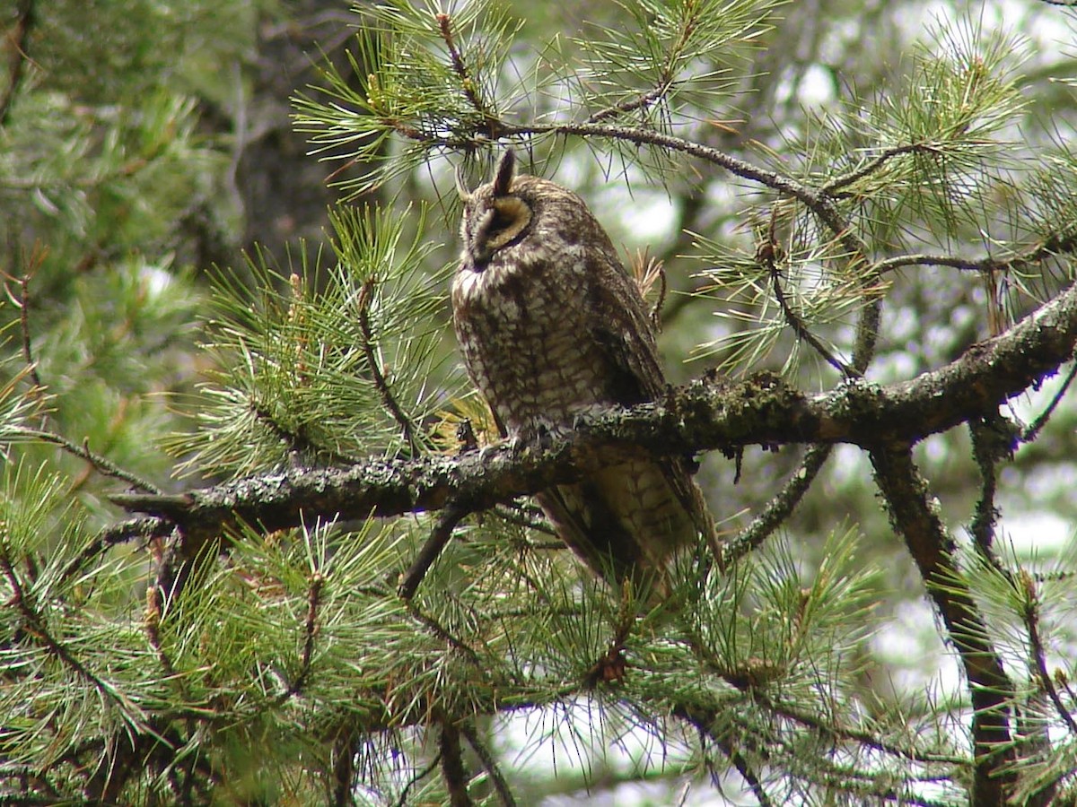 Long-eared Owl - ML40226431