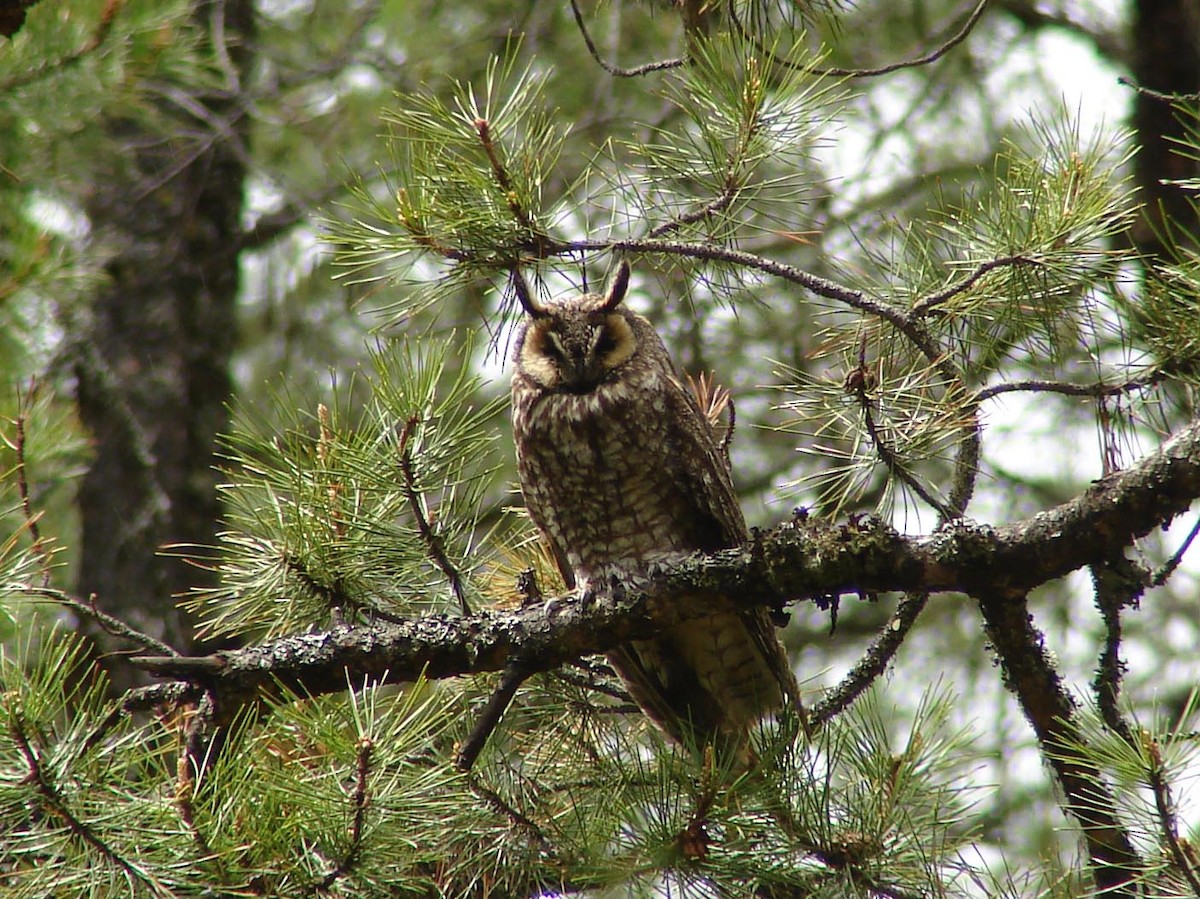 Long-eared Owl - ML40226441