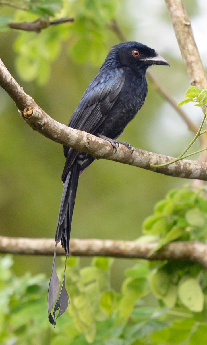 Greater Racket-tailed Drongo - marcel finlay