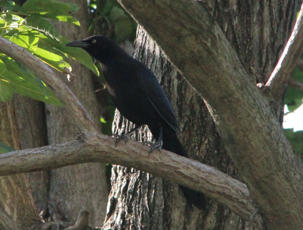 Great-tailed Grackle - ML40226691
