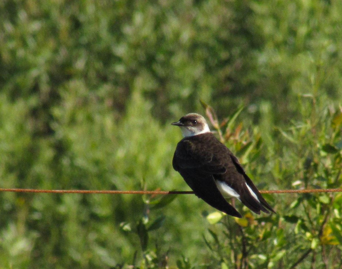 Brown-chested Martin - ML402267551
