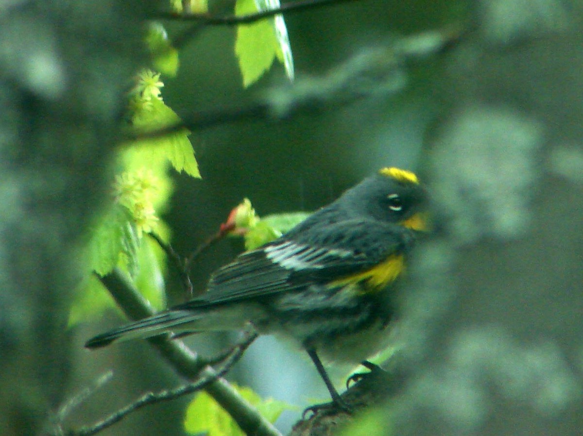 Yellow-rumped Warbler (Audubon's) - David Marjamaa