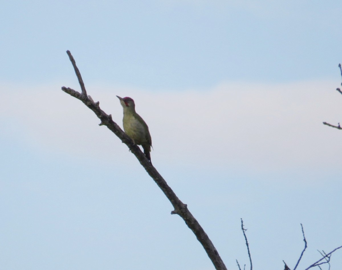 Iberian Green Woodpecker - ML402274241