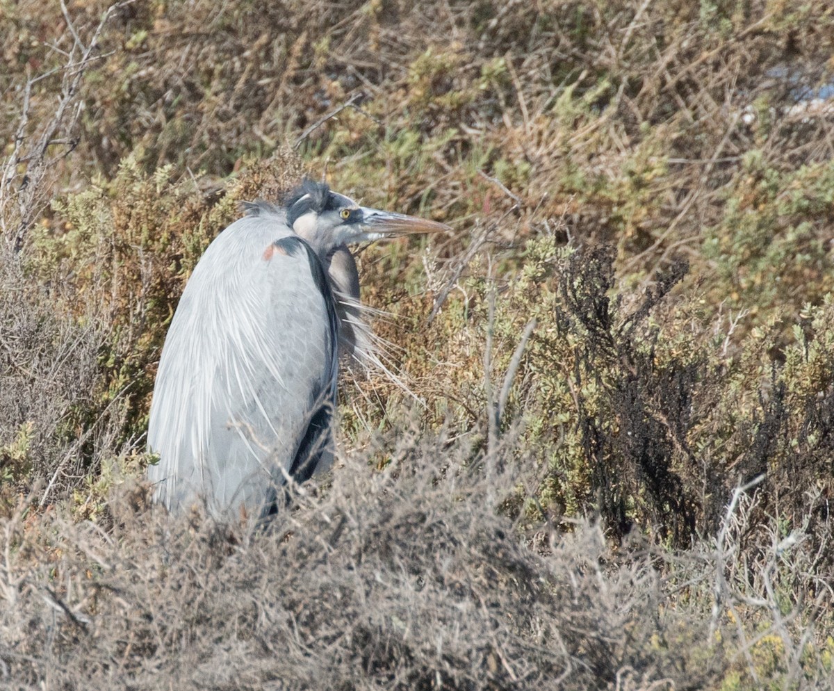 Great Blue Heron - Maury Swoveland