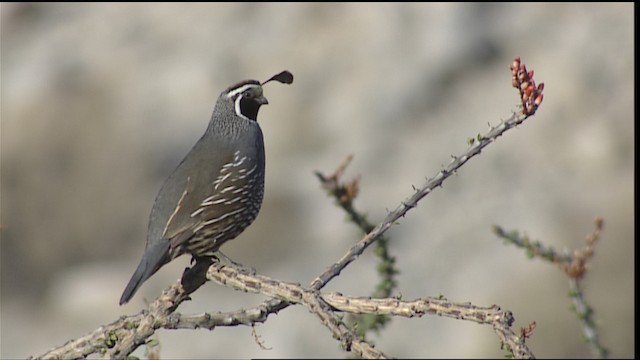  - California Quail