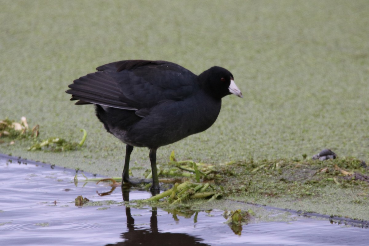 American Coot - Walter Thorne