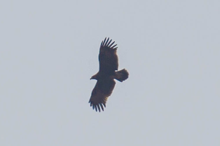 Greater Spotted Eagle - ML402281621