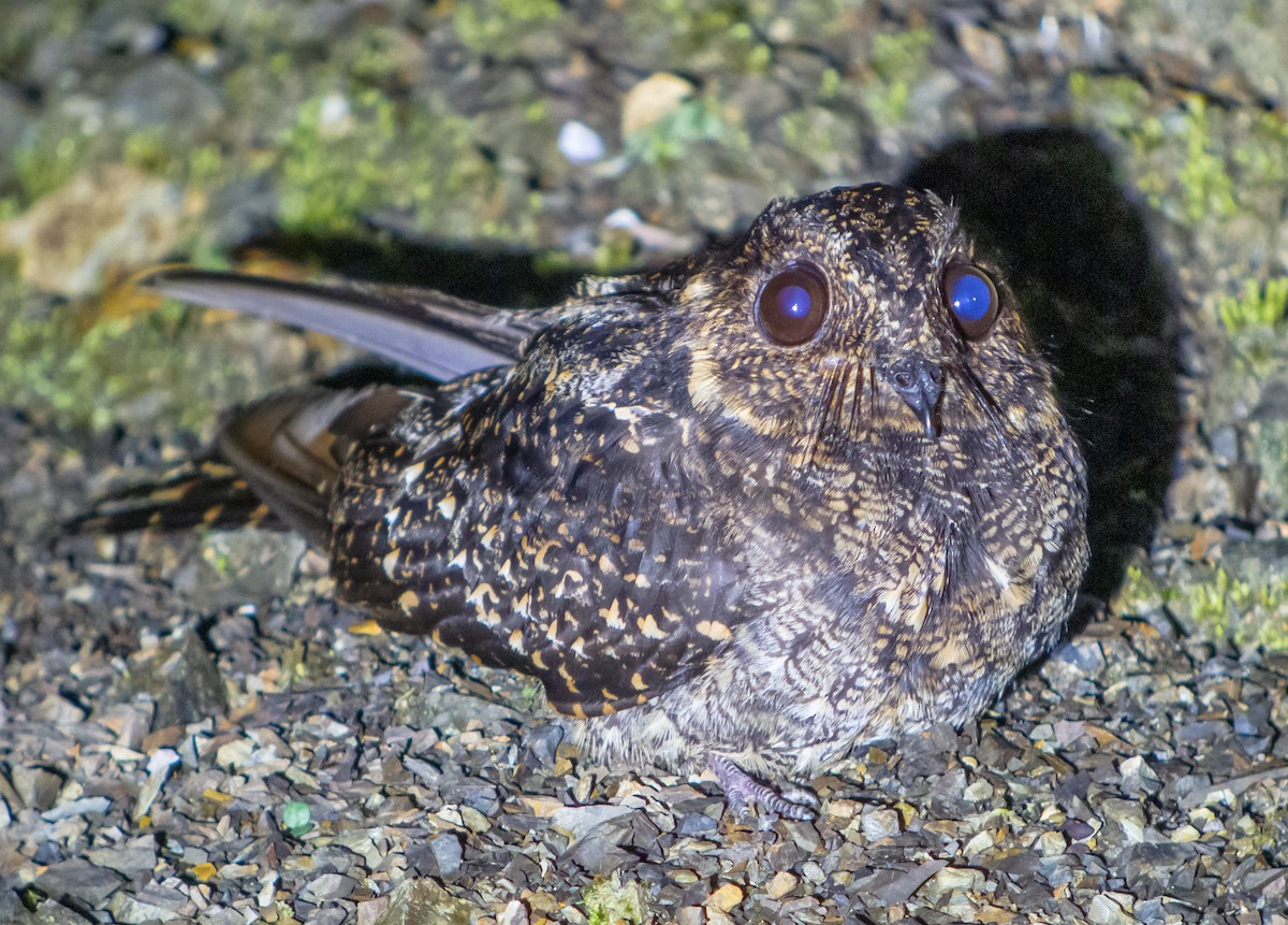 Lyre-tailed Nightjar - Martin  Flack