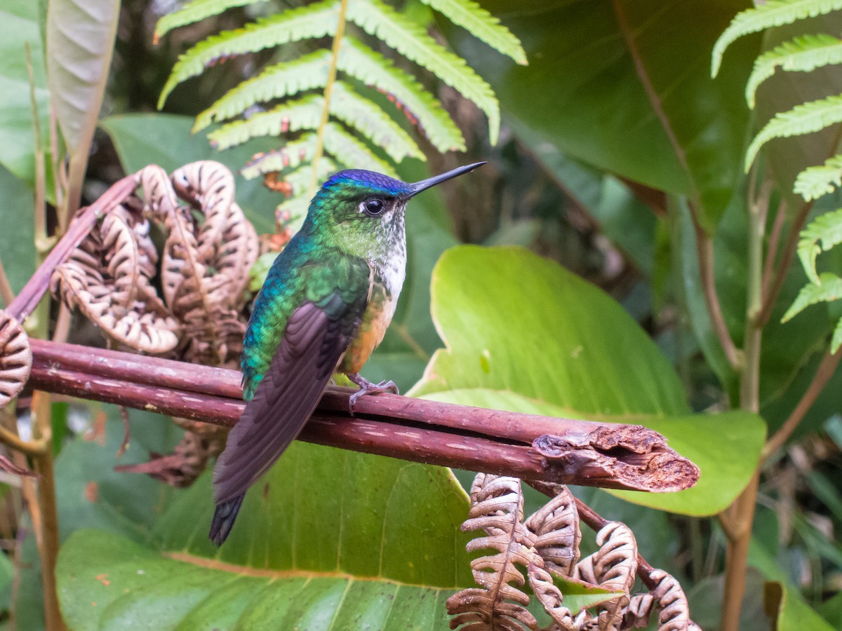 Violet-tailed Sylph - ML402284141