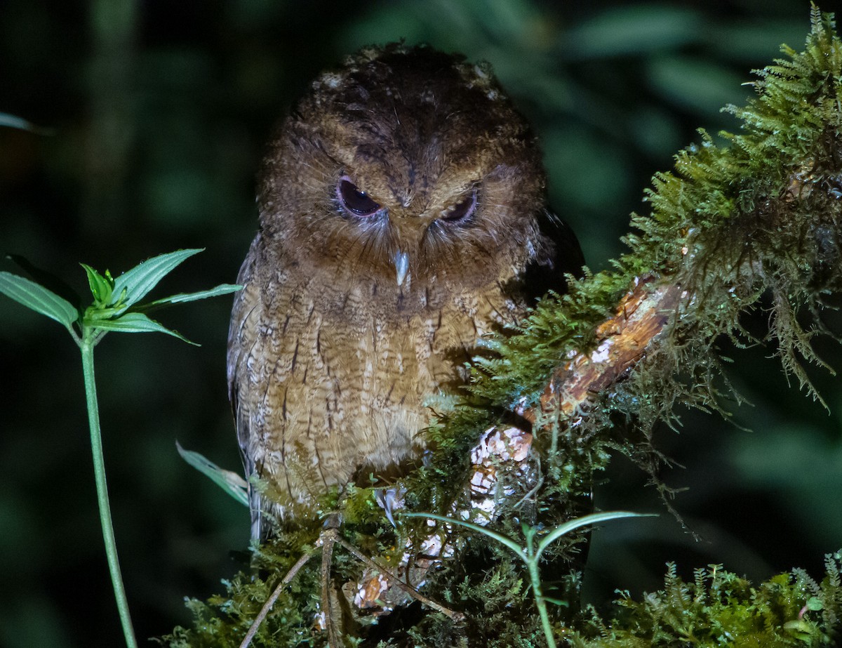 Rufescent Screech-Owl (Colombian) - ML402284661