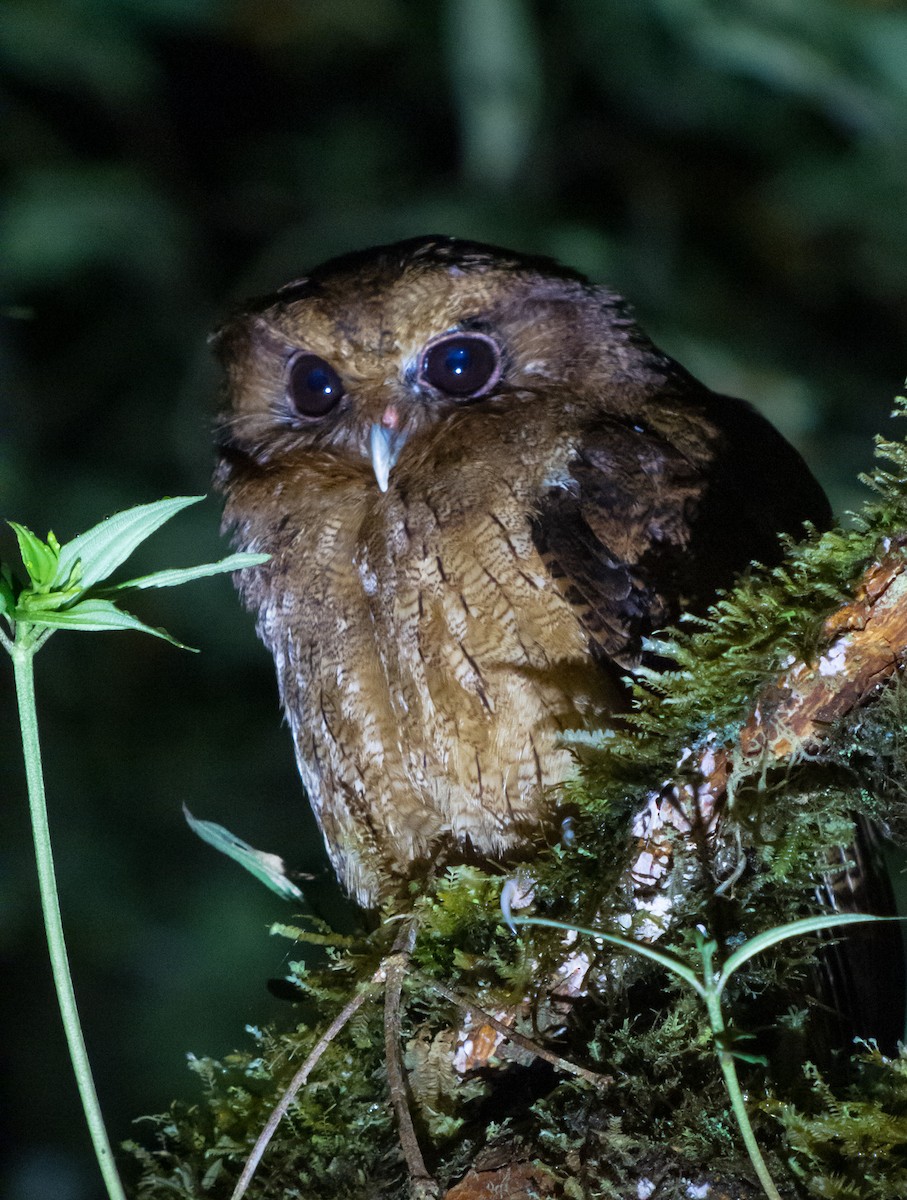 Rufescent Screech-Owl (Colombian) - ML402284671