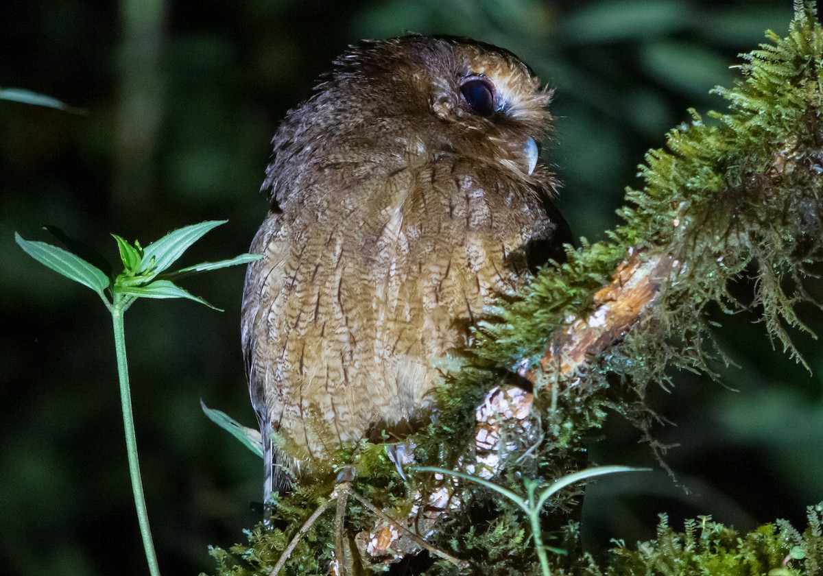 Rufescent Screech-Owl (Colombian) - ML402284681