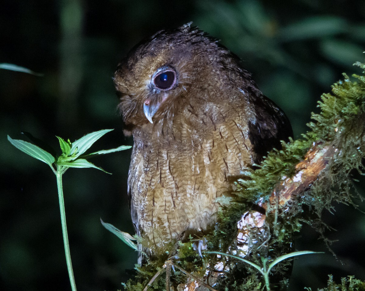 Rufescent Screech-Owl (Colombian) - ML402284691