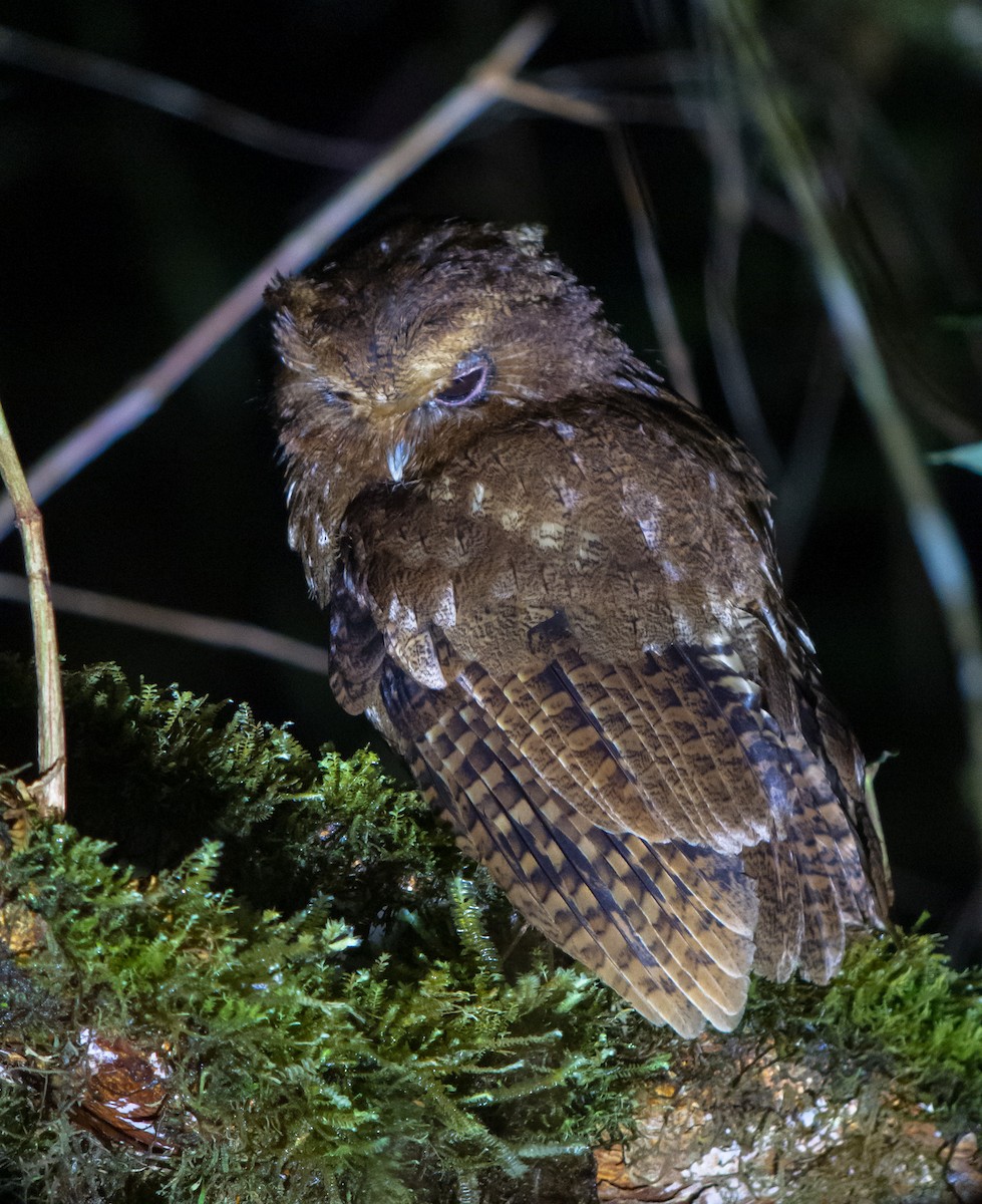 Rufescent Screech-Owl (Colombian) - ML402284721