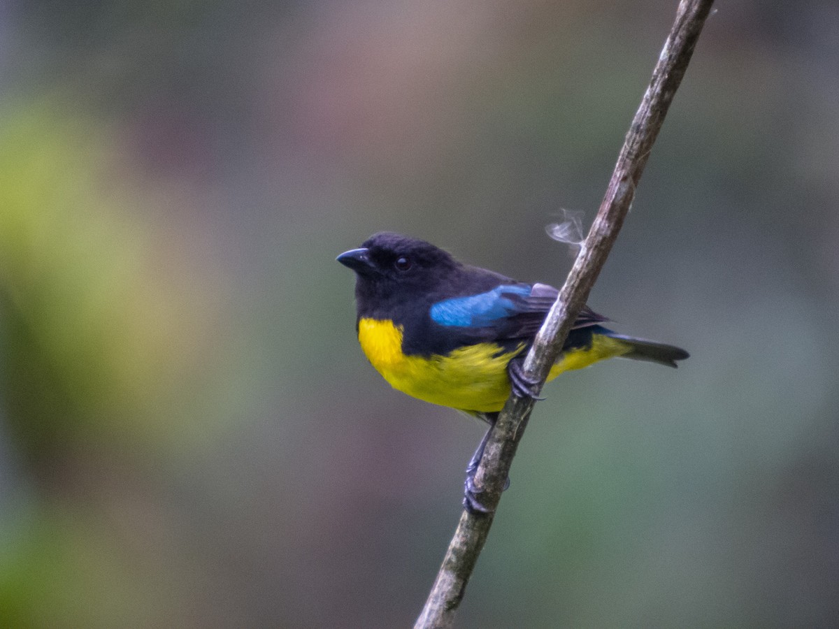 Black-and-gold Tanager - ML402286291