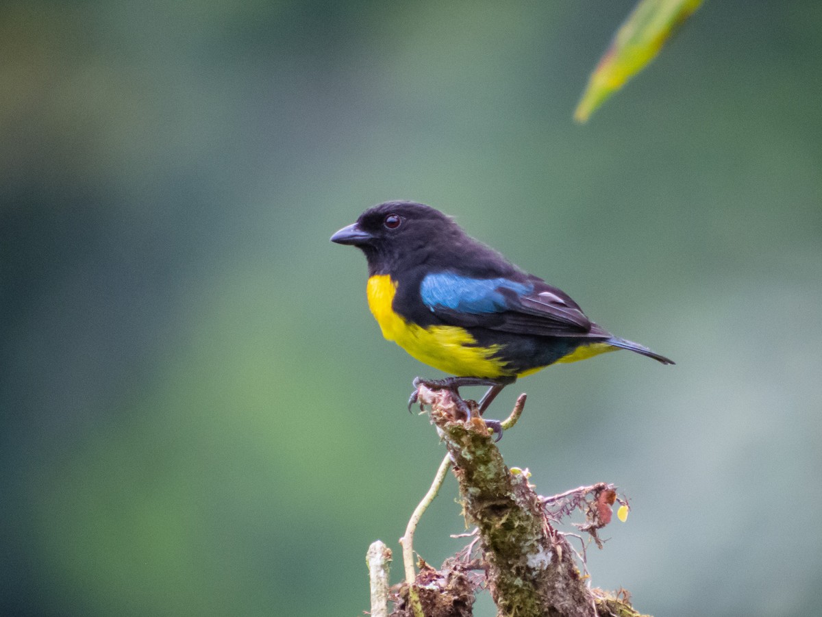Black-and-gold Tanager - ML402286301