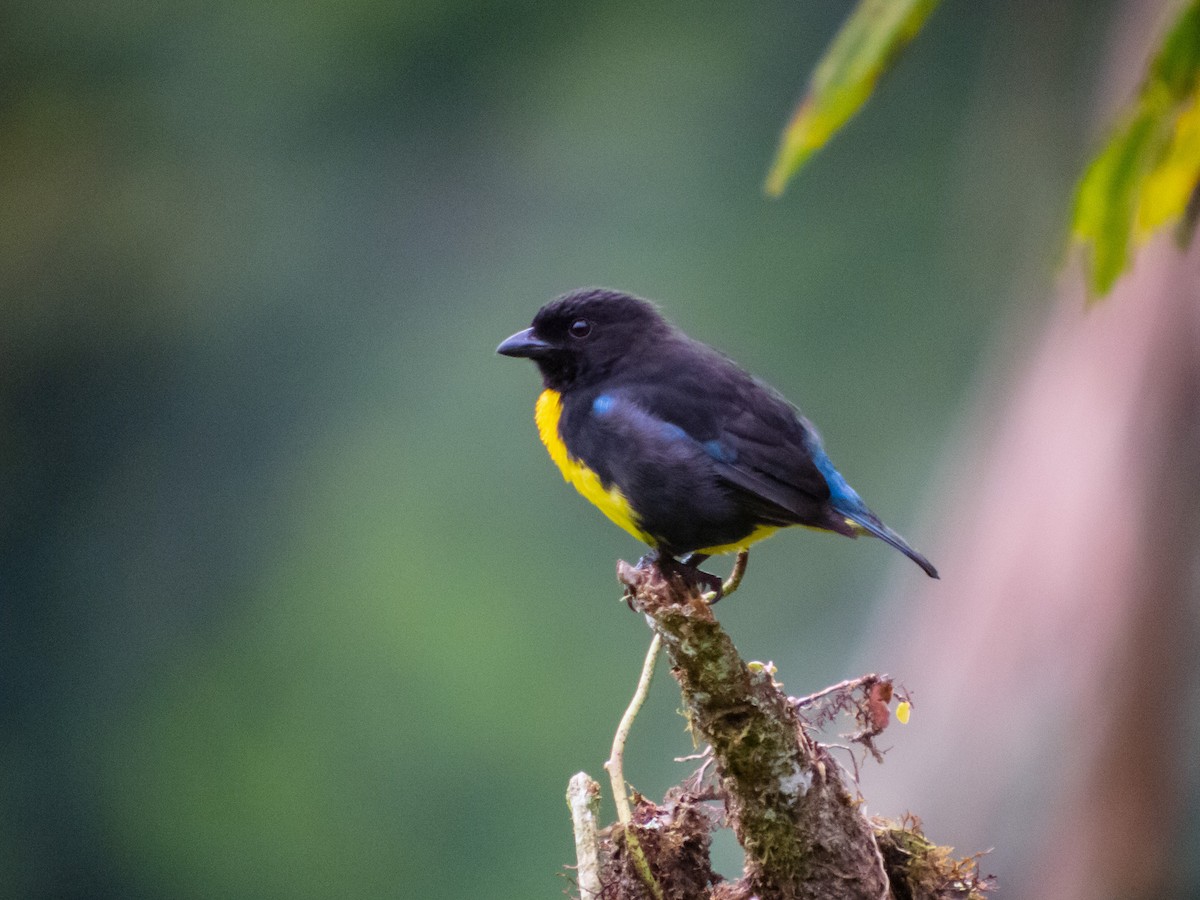 Black-and-gold Tanager - ML402286321