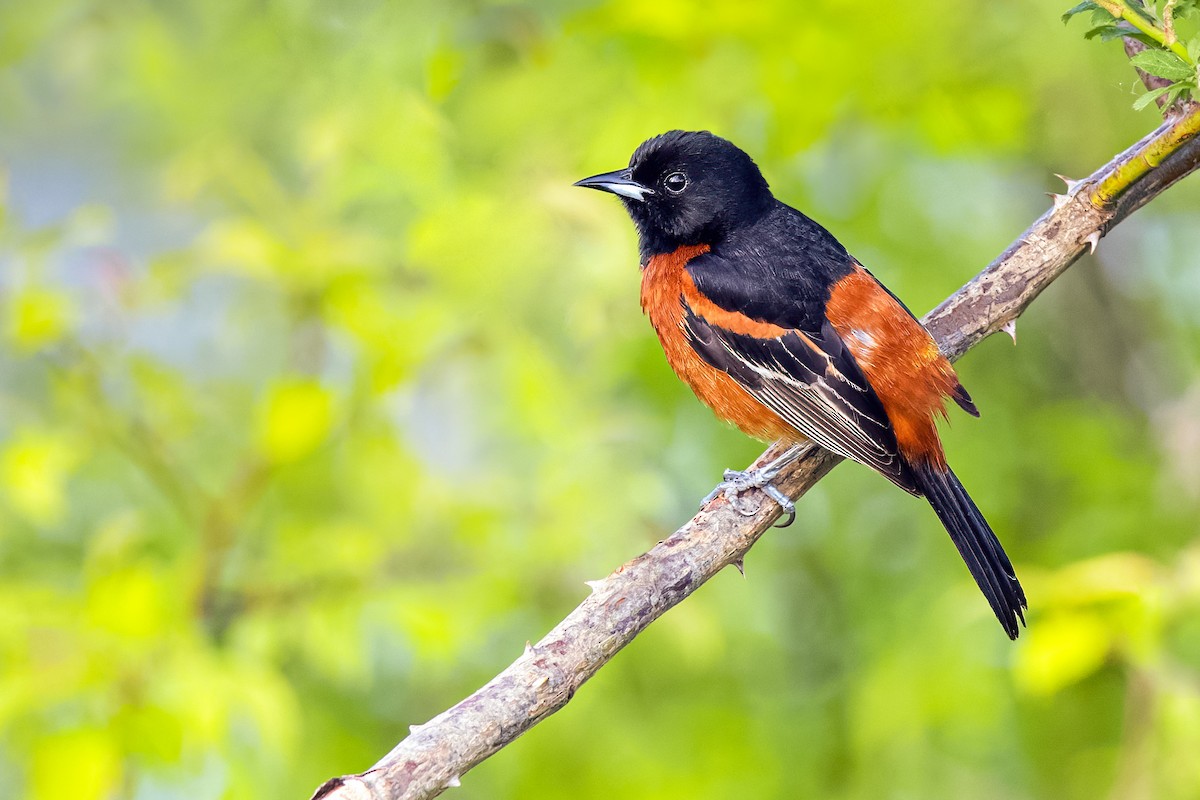 Orchard Oriole - ML402287961