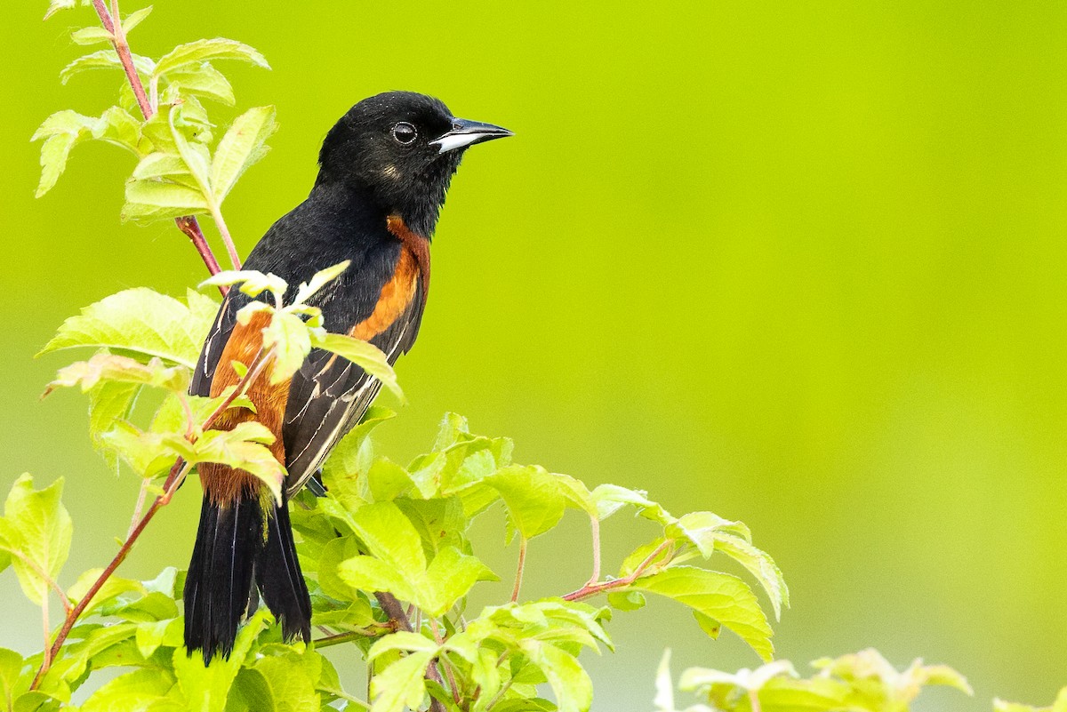 Orchard Oriole - ML402287991