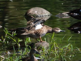 Blue-winged Teal, ML402290611