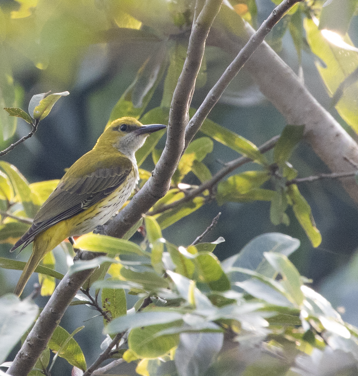 Indian Golden Oriole - ML402300361