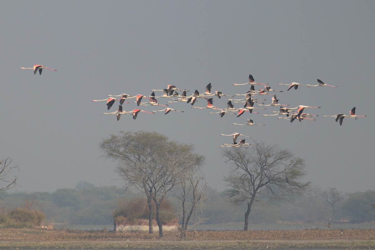 Greater Flamingo - Ankur Puri