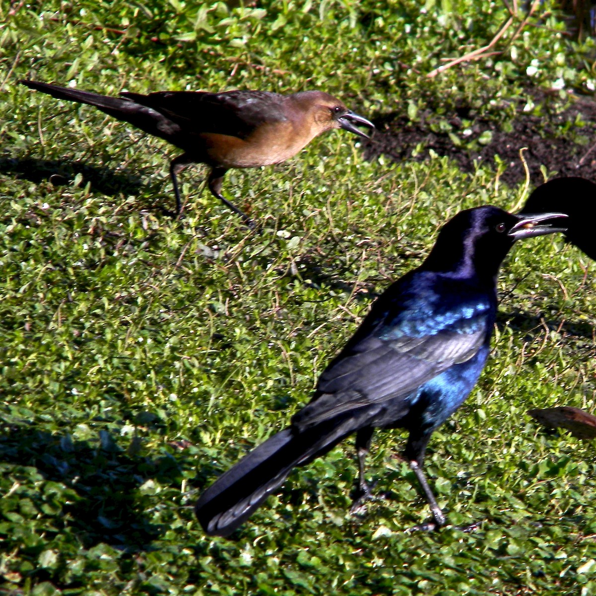 Boat-tailed Grackle - ML402302511