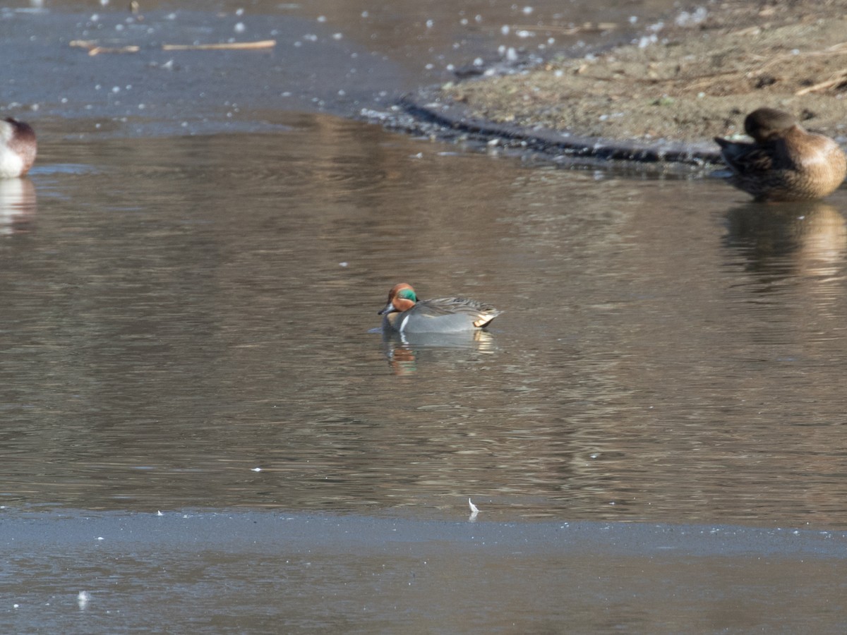 Green-winged Teal - ML402311041