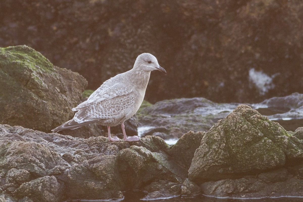 Iceland Gull (Thayer's) - Jacob Drucker