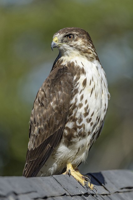 Second Basic White-throated Hawk - White-throated Hawk - 