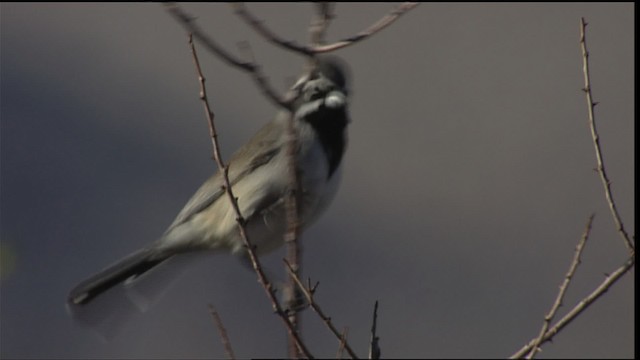 Black-throated Sparrow - ML402313