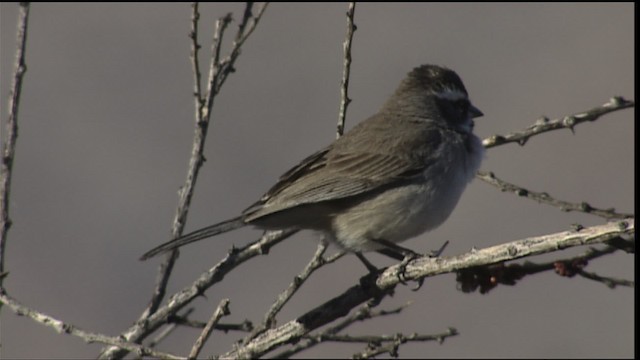 Black-throated Sparrow - ML402314