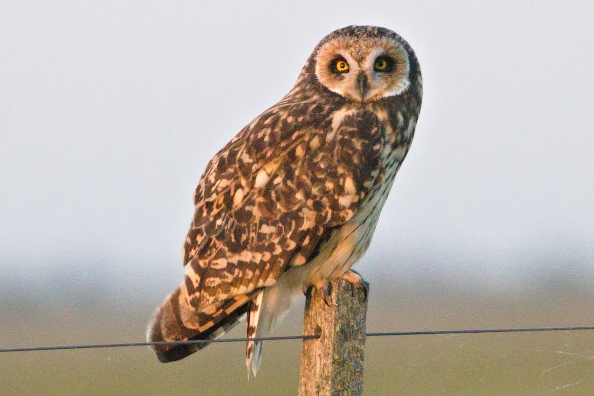 Short-eared Owl - Darío Jung