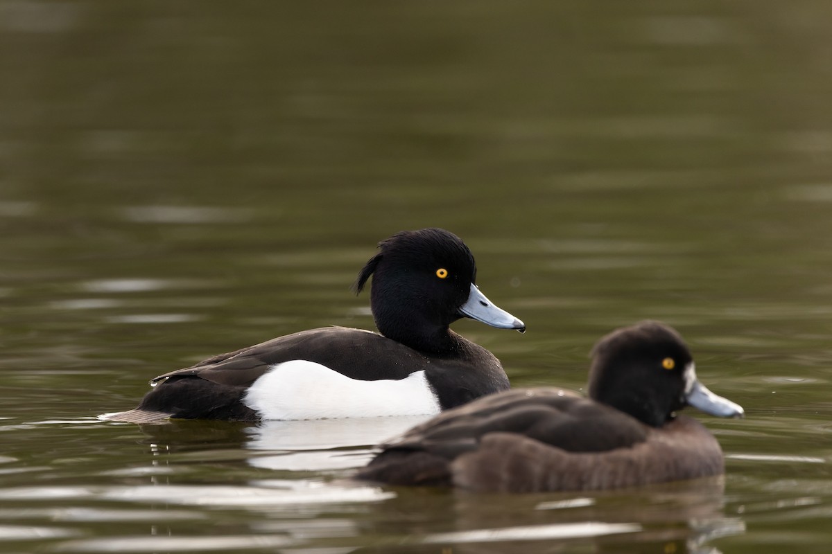 Tufted Duck - ML402318941